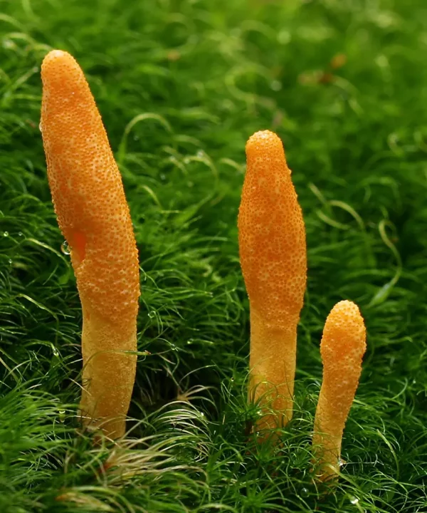 Cordycep militaris