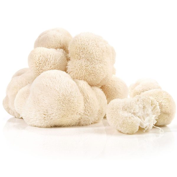 Lion's mane Pride