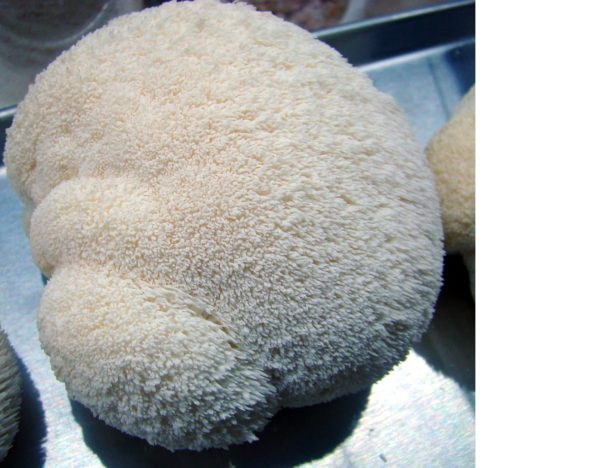 Lion's mane Yeti