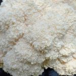 Lion’s mane Yeti