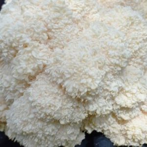 lions mane yeti liquid culture