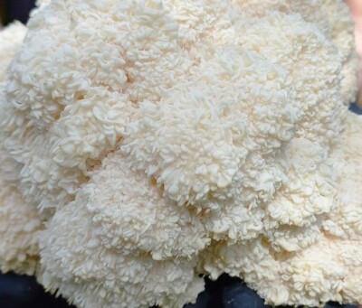 Lion's mane Yeti