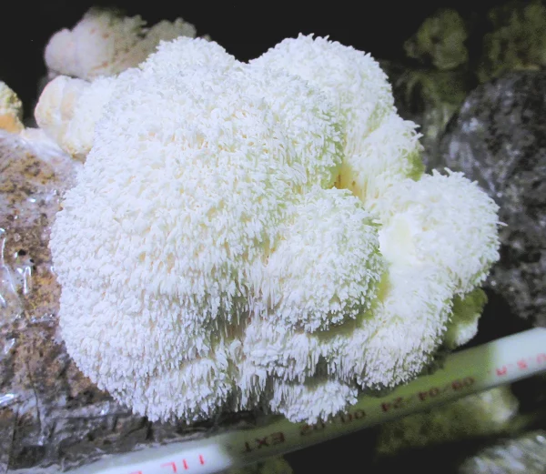 Lion's mane Yeti