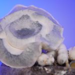 Iceberg 270g