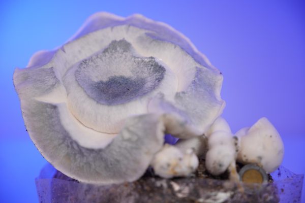 Iceberg 270g