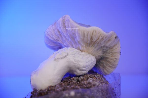 Iceberg 270g