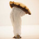 Penis Envy Gigantic 390g