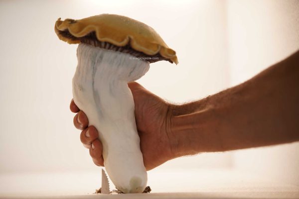 Penis Envy Gigantic 390g