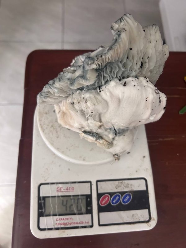 Ape 6  420g