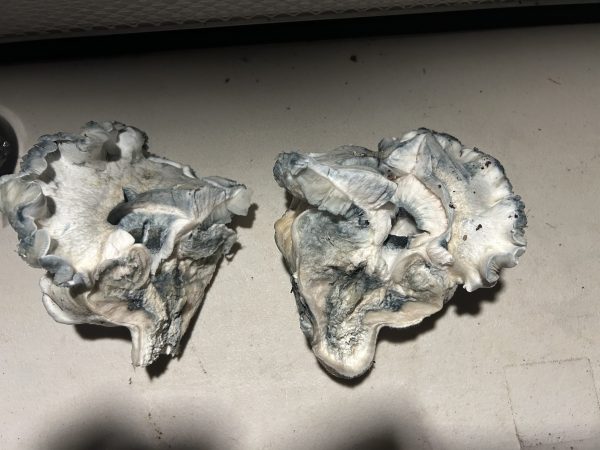 Ape 6  420g